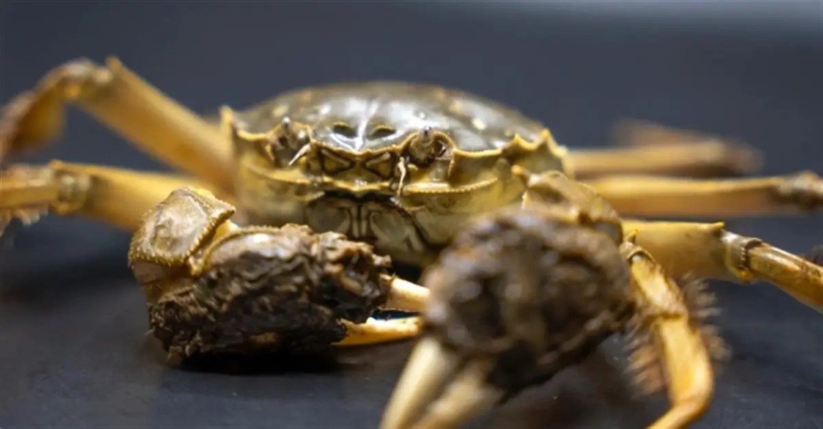 六年已有三百万只大闸蟹被诱捕后处理  大闸蟹在比利时泛滥成灾