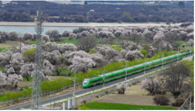 西藏拉萨至林芝铁路沿线绵延的野生桃花林盛开